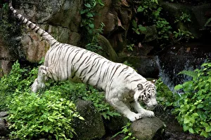 Singapore Prints: Female White tiger (Panthera tigris tigris) in captivity at Singapore Zoo