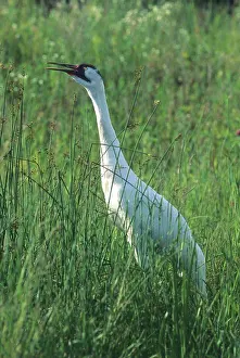 Call Prints: Female whooping crane voicing a bugle call