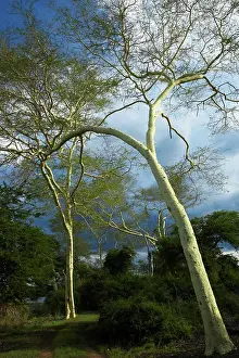Rural Scene Prints: Fever Tree (Acacia xanthophloea). Ndumo Game Reserve. KwaZulu Natal. South Africa