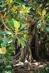 Giant Prints: (Ficus macrophylla) leaves and fruit with tree trunk in background