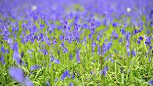 Wildflowers Prints: A field full of bluebells
