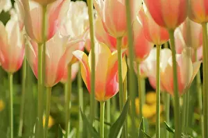 Tulip Prints: Field of Dutch tulips near Amsterdam, The Netherlands, Europe