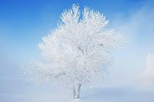 Frosty Prints: Field with frost covered trees, near Estevan, Saskatchewan, Canada