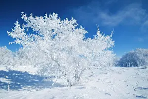 Cold Temperature Prints: Field with frost covered trees, near Estevan, Saskatchewan, Canada