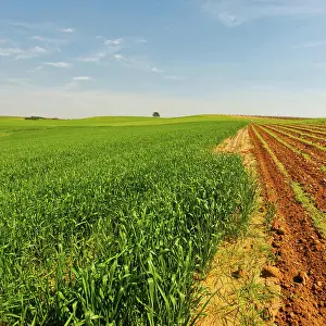 Berg Prints: Field in Israel Green Field in Israel at Spring Copyright: xZoonar.com/gkunax 9342654