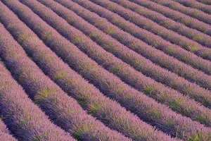 Afrasia Prints: Field of Lavender flowers in Plateau Valensole Provence