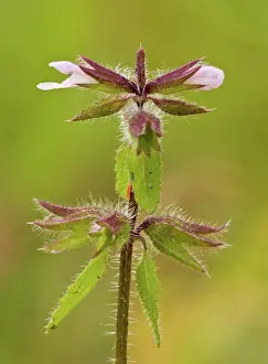Annual Prints: Field Woundwort (Stachys arvensis) flowering