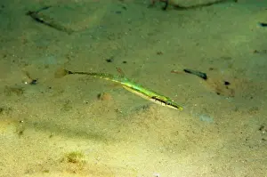 Maritime Prints: Fifteen-spined Stickleback (Spinachia spinachia) adult