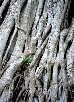 Graphic Prints: Fig tree vine, Mt Meru, Close Up, Arusha National Park, Tanzania