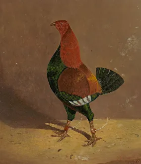 Panel Prints: Fighting Cocks Dark-Breasted Fighting Cock Facing Left