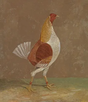 Panel Prints: Fighting Cocks Pale-Breasted Fighting Cock Facing Rght