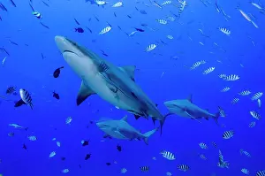 Predatory Prints: Fiji. Close-up of bull sharks