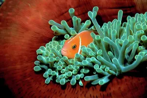 Vibrant Color Prints: Fiji, Pink anemonefish (Amphiprion perideraion) in Pacific Ocean