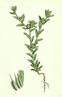 Nineteenth Century Prints: Filago apiculata; Red-tipped Cudweed