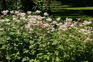 Blumen Prints: Filipendula yezoensis, Japanisches Maedesuess