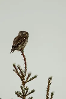 Finland Prints: Finland, Eurasian Pygmy Owl (Glaucidium passerinum) on top of fir tree