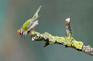 Alps Prints: Firecrest (Regulus ignicapillus) adult male