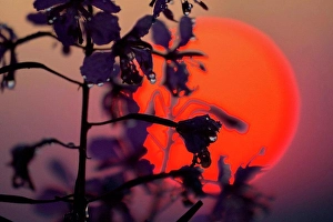 Violet Prints: Fireweed in front of sunset, Epilobium angustifolium, close-up