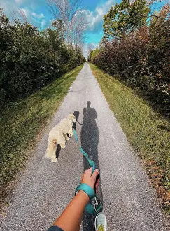 Canine Prints: First person view of person walking dog on wooded trail on sunny day