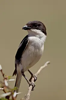 Feather Prints: Fiscal shrike common fiscal Lanius collaris