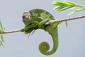 Composition Prints: Fischer chameleon hanging on a tree