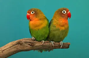Parrot Prints: Fischer's Lovebird (Agapornis fischeri), pair