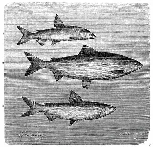Diverse Prints: Fish, 1. gravenche (Coregonus hiemalis)