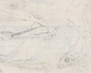 Draughtsman Prints: Fish, draughtsman: Gerrit Willem Dijsselhof, 1876 - 1924, paper, h 232 mm × w 287 mm