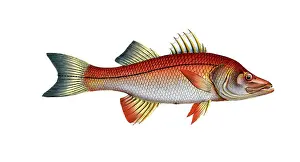Coloring Prints: Fish, fishes, genus from the family of elevan-rays