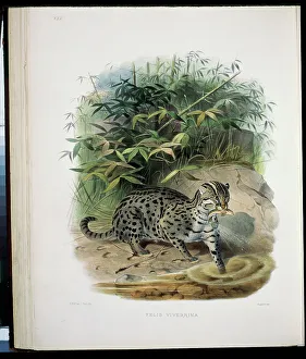 Endangered Prints: The Fishing Cat (Felis Viverrina) 1883 Daniel Giraud Elliot (1835-1915 American) Monograph Academy of Natural Sciences