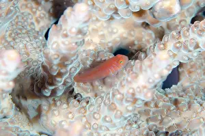 Chordate Prints: Five-lined Goby (Gobiodon quinquestrigatus) in coral