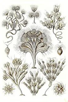 Shapes Prints: Flagellata, flagellates or flagellate are a group of unicellular