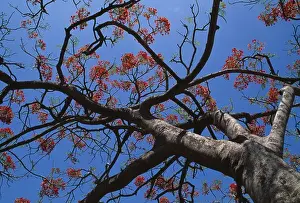 West Indies Prints: flamboyant or flame tree delonix regia also called royal poinciana trinidad west indies may