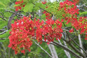 Woody Plant Prints: Flamboyant Flower Xépénéhé in New Caledonia