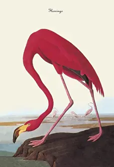 Fisher Prints: Flamingo, Audubon