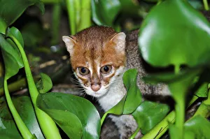 Island Of Borneo Prints: Flat-Headed cat (Felis planiceps) hunting frogs in the river margins at night