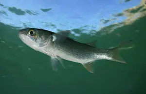 Actinopterygii Prints: Flathead grey mullet, Mugil cephalus swiming close to water surface