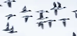 Yellow Stone Prints: A flock of Common Goldeneyes (Bucephala clangula) fflying along the Upper Yellowstone River