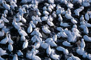 Afternoon Prints: Flock of Gannets in bird colony Canada