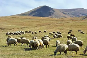 2016 Prints: Flock of sheep on the Argitchi plateau