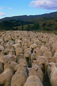 South Island Prints: A flock of sheep, Crown Range Saddle, mountain pass, Cardrona, South Island, New Zealand