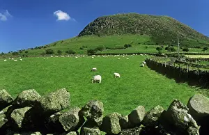 Pasture Prints: Flock Of Sheep Grazing In A Field, Slemish Mountain, County Antrim, Northern Ireland