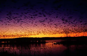 Waterbird Prints: Flock of Snow geese (Chen caerulescens) flying over a pond at sunset