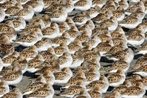 Birdlife Prints: Flock of Western Sandpipers (Calidris mauri) resting on a mudflat