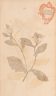 Broad Prints: Flora Berolinensis, Berlin, Die Schule