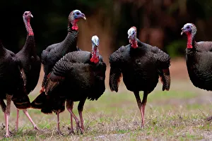 Florida Wild turkeys (Meleagris gallopavo osceola) in a field