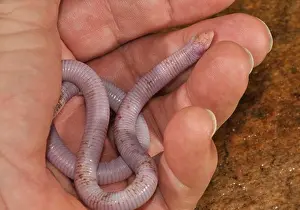 Reptiles Prints: florida worm lizard rhineura floridana (not a worm)
