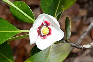 Brazil Prints: Flower of apui (Clusia grandiflora)
