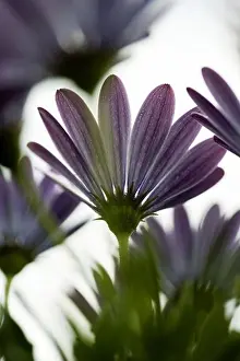 Ambitious Prints: A flower, close-up