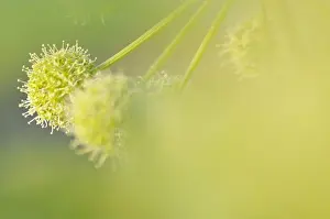 Scandinavian Peninsula Prints: A flower, close-up